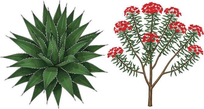 Collection of desert plants featuring green agave succulent top view and red flowering spurge bush for landscape design botanical vector illustration cad drawing sets.