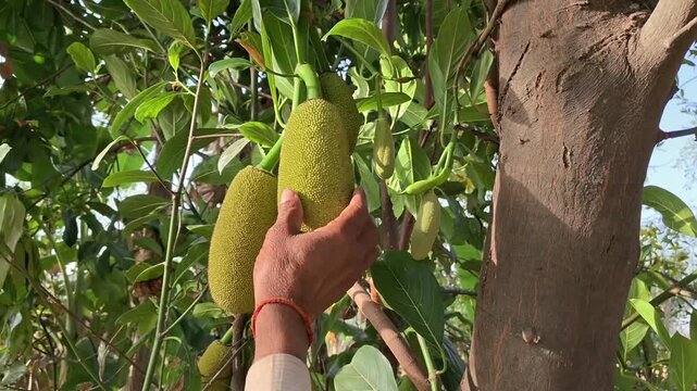 Farmer checking young green jackfruit growing on a tree in a tropical garden
