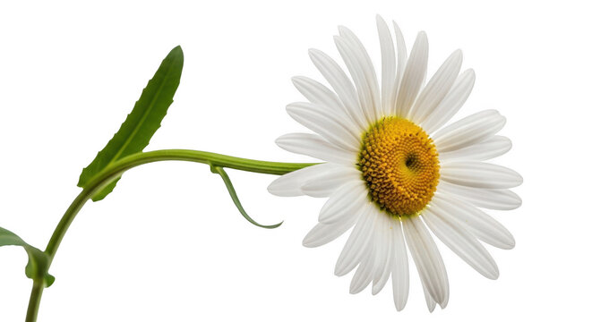 Common daisy flower with green stem - nature floral element with isolated fo cut out
