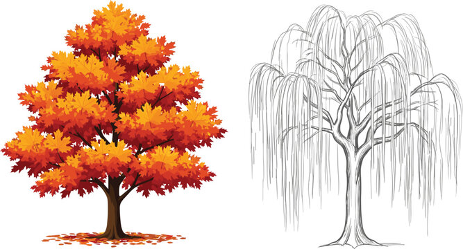 Autumn maple tree with orange foliage and weeping willow line drawing sketch collection for seasonal nature landscape design botanical vector illustration cad sets.