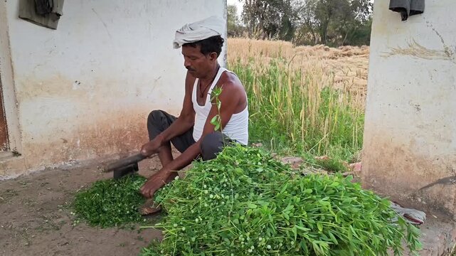 Indian farmer cutting fresh green grass for animal fodder outdoors on a sunny day in rural village