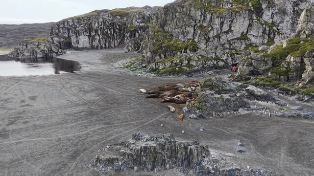 Aerial circling a large colony of southern elephant seals huddling on the dark volcanic sands of Elephant Point, Livingston Island, Antarctica, against a backdrop of dramatic basaltic cliffs