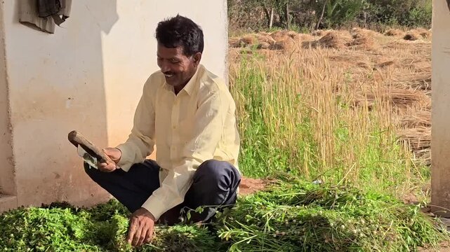 Indian farmer cutting fresh green grass for animal fodder outdoors on a sunny day in rural village