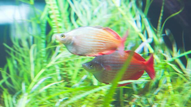 Real footage of vibrant Australian rainbowfish swimming in the ocean