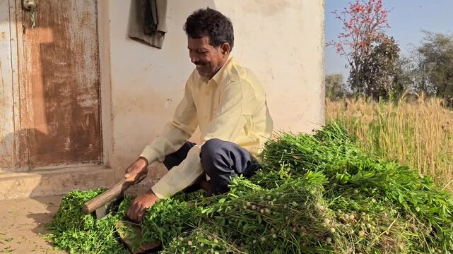 Indian farmer cutting fresh green grass for animal fodder outdoors on a sunny day in rural village