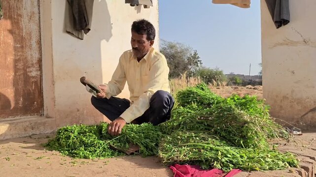 Indian farmer cutting fresh green grass for animal fodder outdoors on a sunny day in rural village