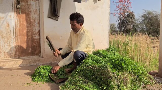 Indian farmer cutting fresh green grass for animal fodder outdoors on a sunny day in rural village