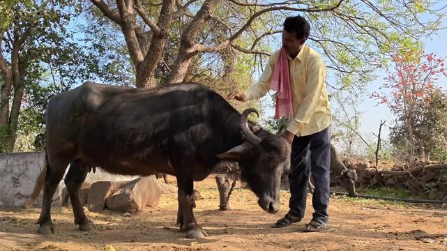 Indian farmer patting and caring for his buffalo