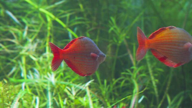 Real footage of vibrant Australian rainbowfish swimming in the ocean