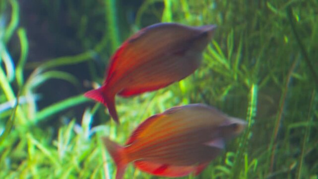 Real footage of vibrant Australian rainbowfish swimming in the ocean