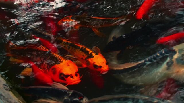 Real footage of koi and goldfish feeding in the pond