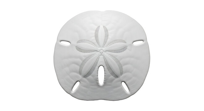 A detailed view of a bleached white sand dollar skeleton featuring a distinct five-petal pattern isolated on white background
