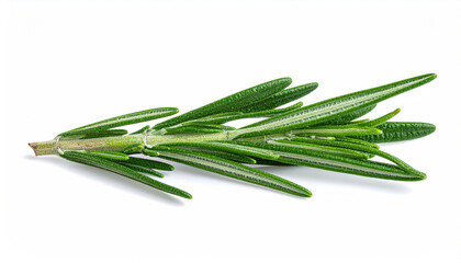 Fototapeta premium Isolated rosemary herb sprig with vibrant green needle-like leaves on white
