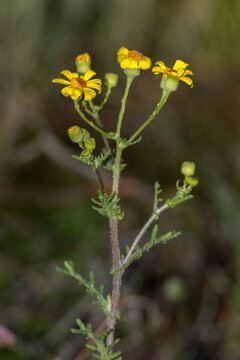 Un maravilloso Senecio gallicus (&aacute;rnica falsa,ajenjo)