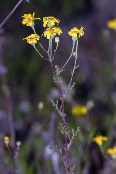 En el pinar una curiosa flor silvestre. Senecio gallicus (&aacute;rnica falsa,ajenjo)