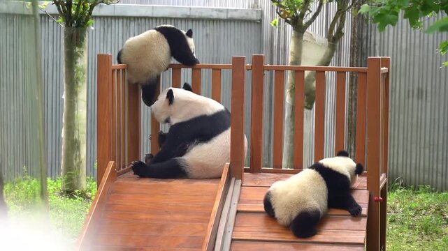 Real footage of a playful giant panda having fun
