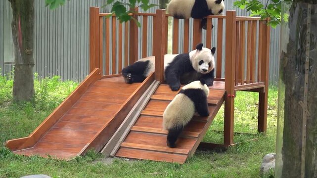 Real footage of a playful giant panda having fun