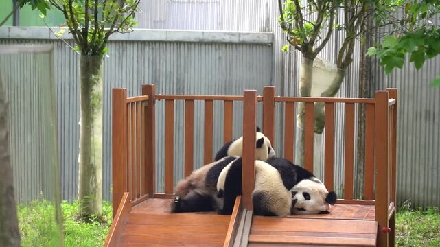 Real footage of a playful giant panda having fun