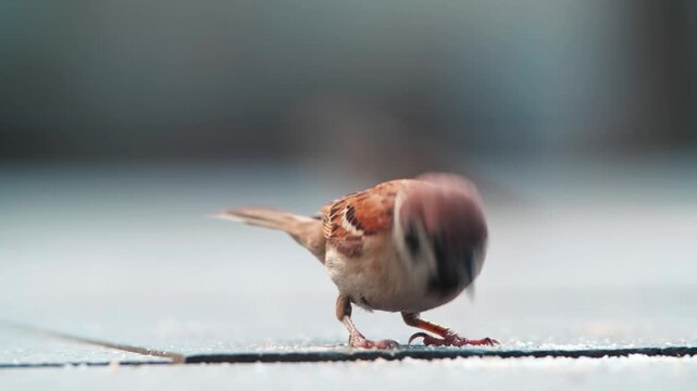 Real footage of relaxed sparrows foraging in groups