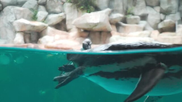 Humboldt penguins swimming underwater in clear pool with rock background showing aquatic motion and diving behavior