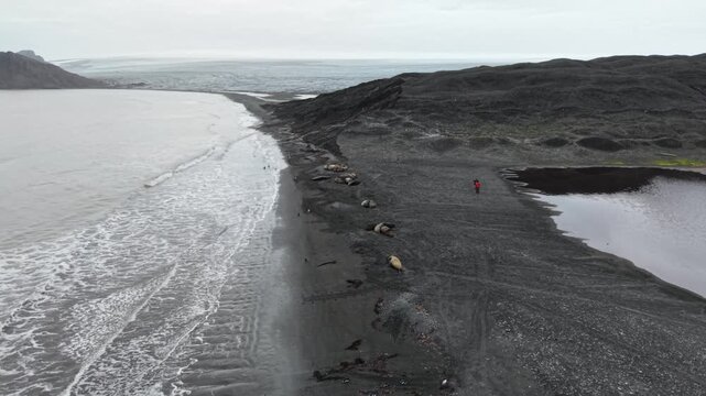 Aerial moves forward over a line of southern elephant seals resting on the black volcanic sands of Elephant Point, Livingston Island, with the Antarctic coastline to the left
