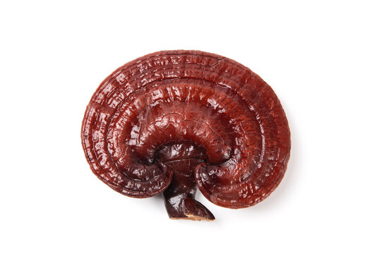 Dried reishi lingzhi mushroom ganoderma lucidum on white