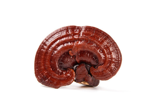Dried reishi lingzhi mushroom ganoderma lucidum on white