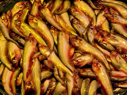 Butterfish and pabda fish neatly displayed for sale in a traditional Bangladeshi market.