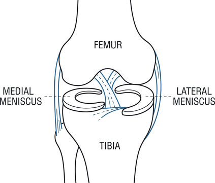 Human knee joint meniscus anatomy medical line art vector illustration