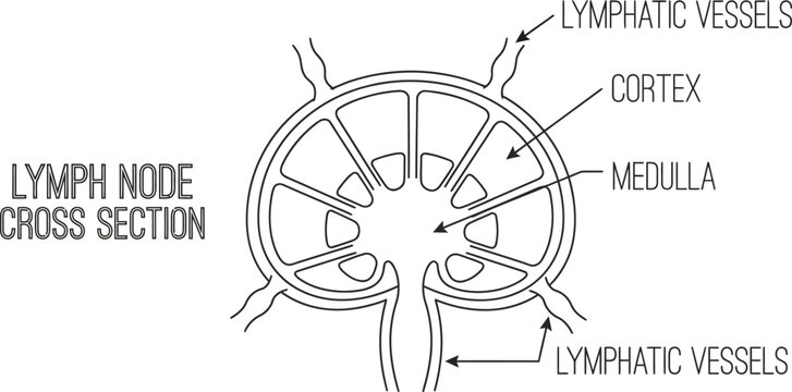 Lymph node cross section medical line art vector illustration