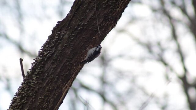 Small black and white woodpecker on the underside of a tree making a hole.  Guessing it is a hairy woodpecker.