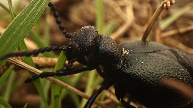 Extreme close-up macro footage of a female purple oil beetle (Meloe violaceus) eating grass in warm natural light. Detailed partial body view highlights mouthparts, texture and natural insect feeding