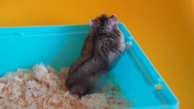 Real footage of adorable pet hamsters in a cozy home setting