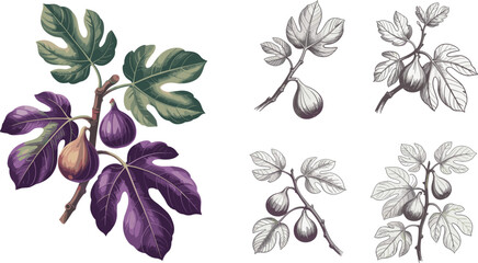 Illustration of fig tree branch with ripe figs green and purple leaves botanical vintage style detailed natural fruit artwork design © Shuvo creative