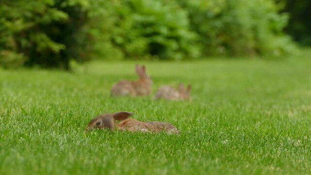 A cinematic close up of a baby eastern cottontail rabbit eating grass on a bright green lawn with a blurred background