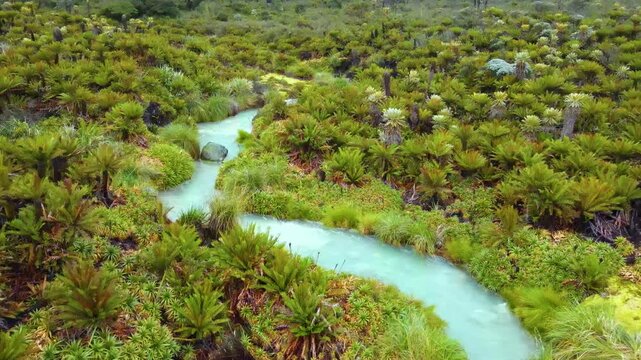 Aerial view of a milky turquoise thermal stream winding through dense frailejon rosettes and tussock grasses in a green paramo near Purace, Colombia.