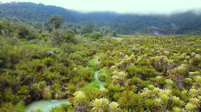Drone pans over a pale turquoise thermal stream winding through dense frailejon rosettes and mossy rocks, with low clouds hugging the Purace highland.