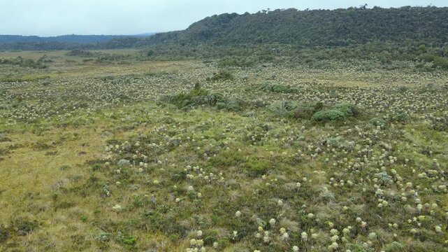Drone footage sweeping over dense frailejon rosettes and grassy moorland with forested hills under an overcast sky in Purace, Cauca, Colombia.