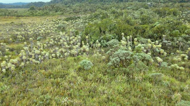 Drone flies over pale frailejon rosettes into dense green montane forest on a hillside in Purace, Cauca, Colombia under cloudy light.