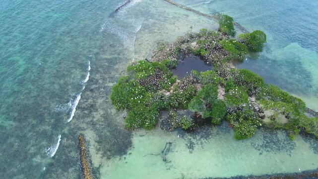 Drone pans over a mangrove islet at Rincon del Mar, showing dense green trees dotted with white seabirds, a curved stone breakwater and clear turquoise shallows.