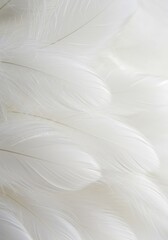 Fototapeta premium An exquisite and delicate backdrop composed entirely of pristine white feathers, creating a beautifully soft and textured abstract pattern suitable for design ,decorative ,backdrop ,abstract