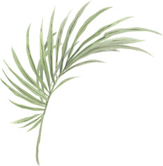 Obraz premium Palm Leaf Tropical Green Vector Image