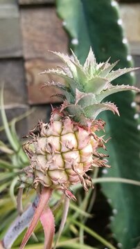 Tiny miniature Baby Pineapple fruit forming on decorative bromeliad plant (Ananas nanus), close-up with cactus background. Video for exotic plant catalogues, home gardening blogs, or tropical decor.