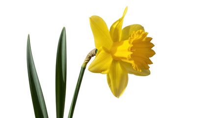 Obraz premium Yellow daffodil flower with green leaves PNG