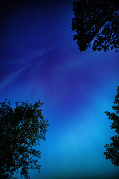 Silent night sky glows with deep blues and starlight. Tree silhouettes frame the celestial expanse. Stars twinkle like scattered diamonds across the heavens. The atmosphere feels calm, vast