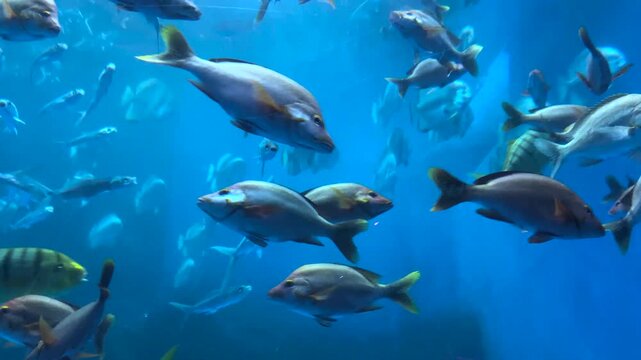 Real footage of various marine fish swimming in the ocean