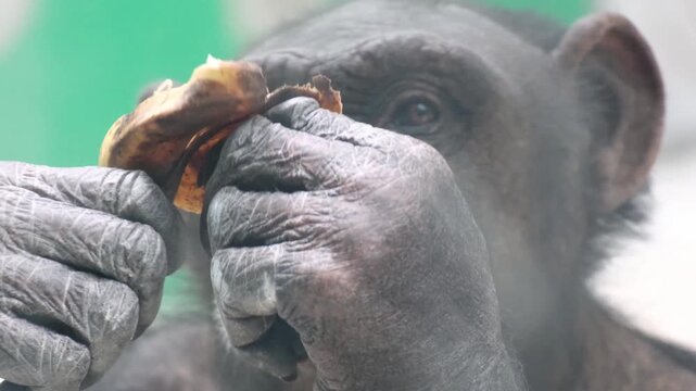 Real footage of gorillas eating bananas at the zoo