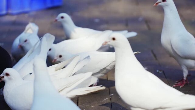Real footage of simple white doves feeding in nature