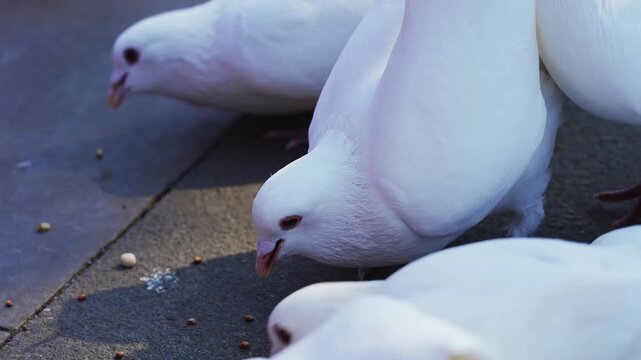 Real footage of simple white doves feeding in nature