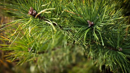 pine branch macro © Marina Radchenko